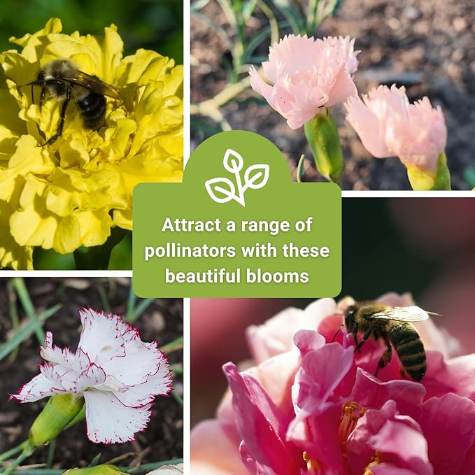 Sow Right Seeds - Chabaud Mix Carnation Seeds for Planting - Non-GMO Heirloom Dianthus Variety Ideal for Outdoor Gardens - Grow Large Carnation Plants - Easy to Sow and Bloom Beautiful Flowers (3)