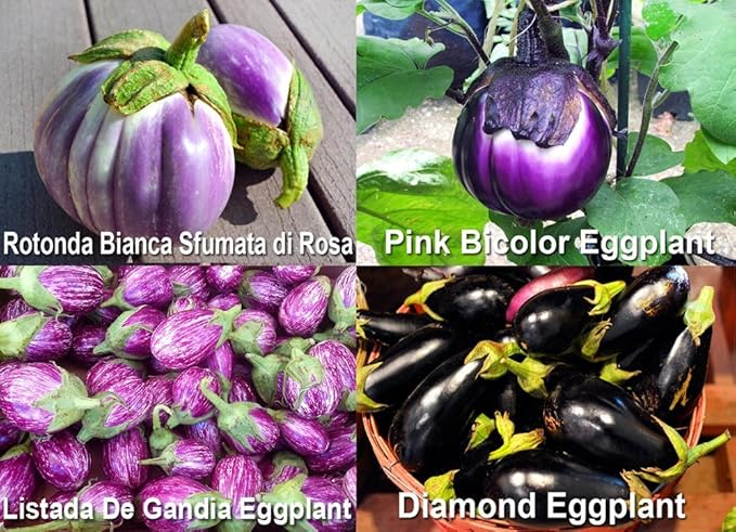 Please Read This is A Mix 30 Eggplant Mix Seeds 11 Varieties Heirloom Non-GMO Aubergine, Asian, European, Italian, White, Profilic, Super Delicious, from USA Solanum melongena
