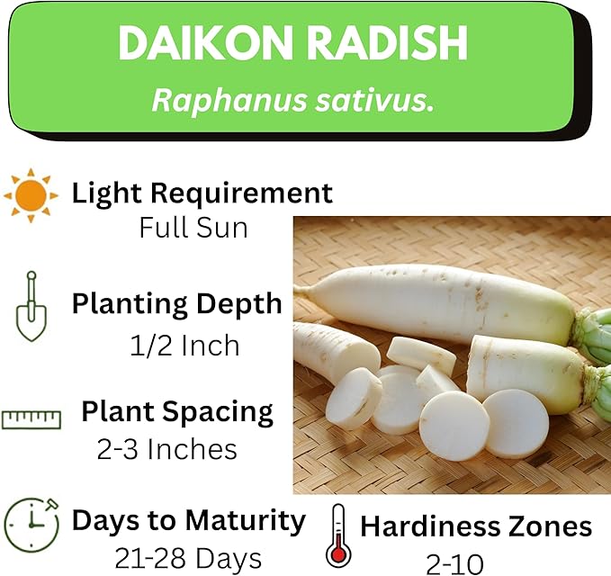 Japanese Daikon Radish Seeds for Planting - 100 Heirloom Non GMO Seeds - Full Planting Instructions to Plant & Grow a Home Vegetable Garden - Great Gardening Gift, 2 Packets
