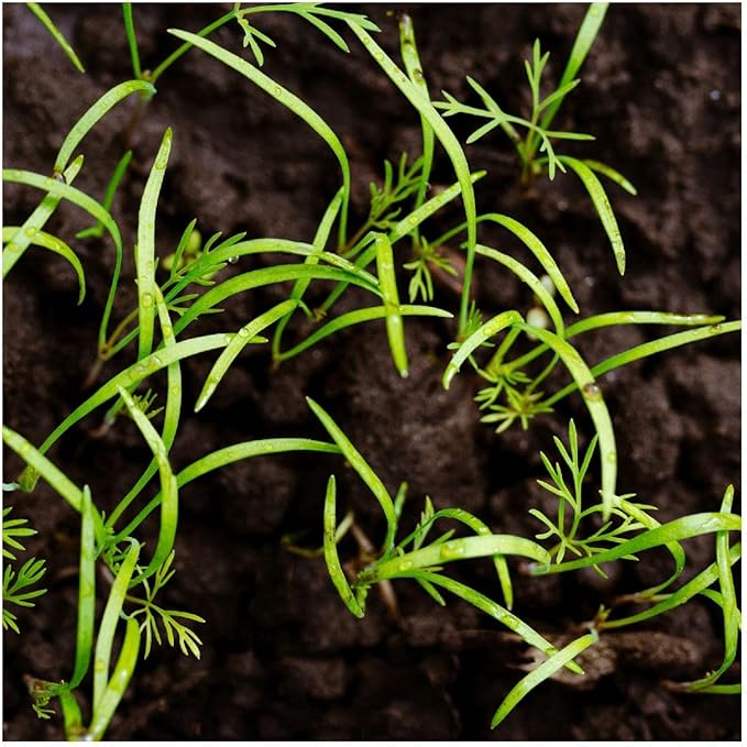 Everwilde Farms - 2000 Dukat Dill Herb Seeds - Gold Vault Jumbo Seed Packet