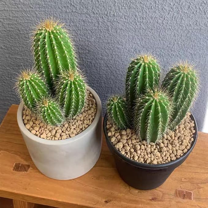 YISZM Succulent and Cactus Maifanitum Stones Garden Accessorie Rocks Pumice for Indoor Plants, Bonsai, Fairy Gardening, Vases Fillers, Terrarium, 2lb
