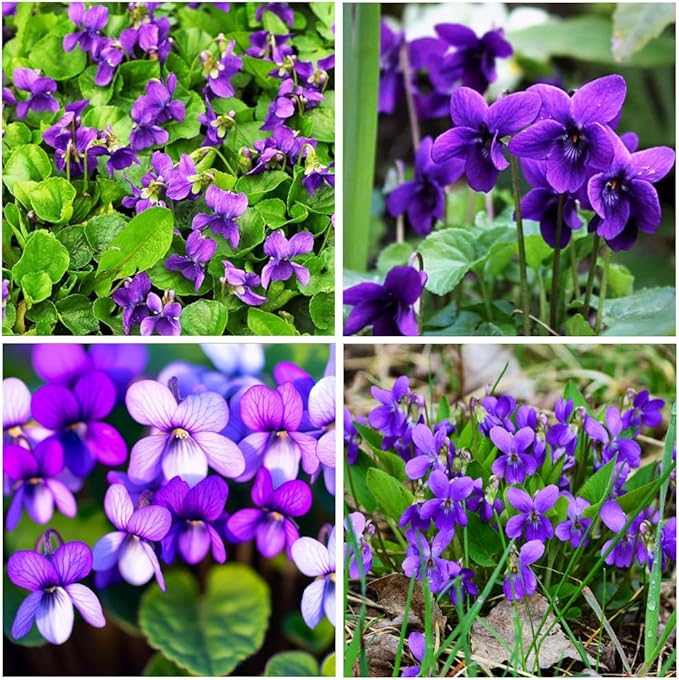 300+ Perennial Sweet Violet Flower Seeds for Planting Outdoors Non-GMO Heirloom