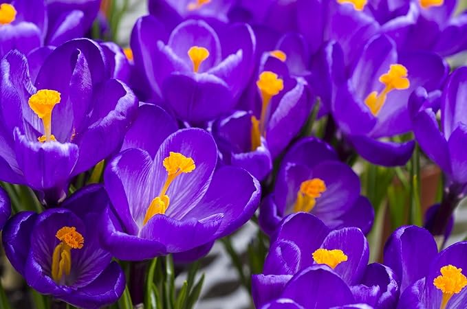Purple Remembrance Crocus (10 Bulbs) Made in USA