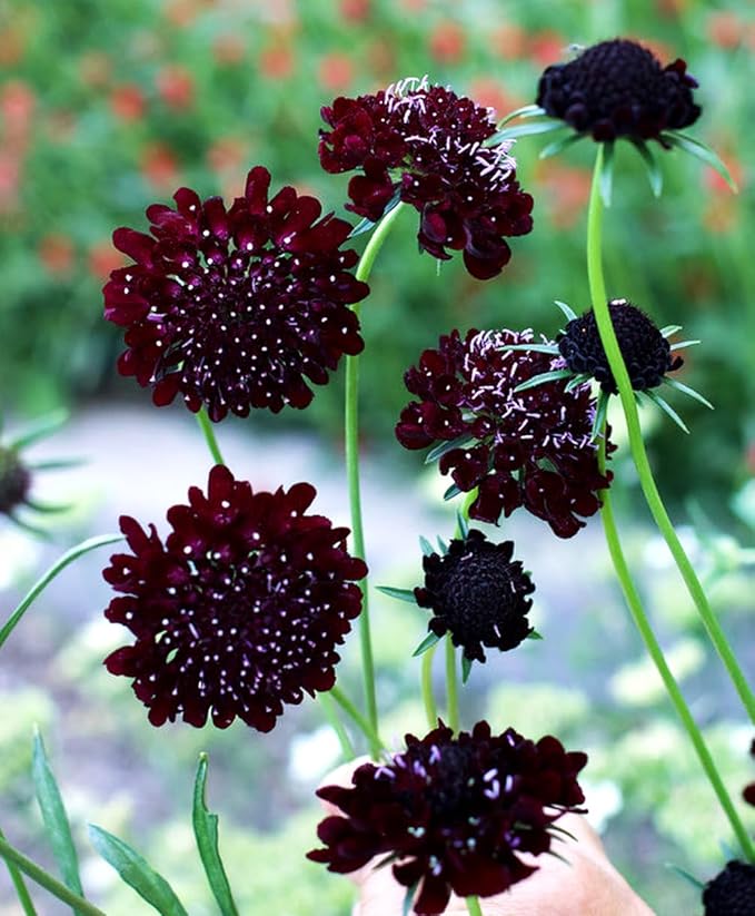 Double Purple Scabiosa Seeds - 100 Pcs Perennial Pincushion Flower Seeds