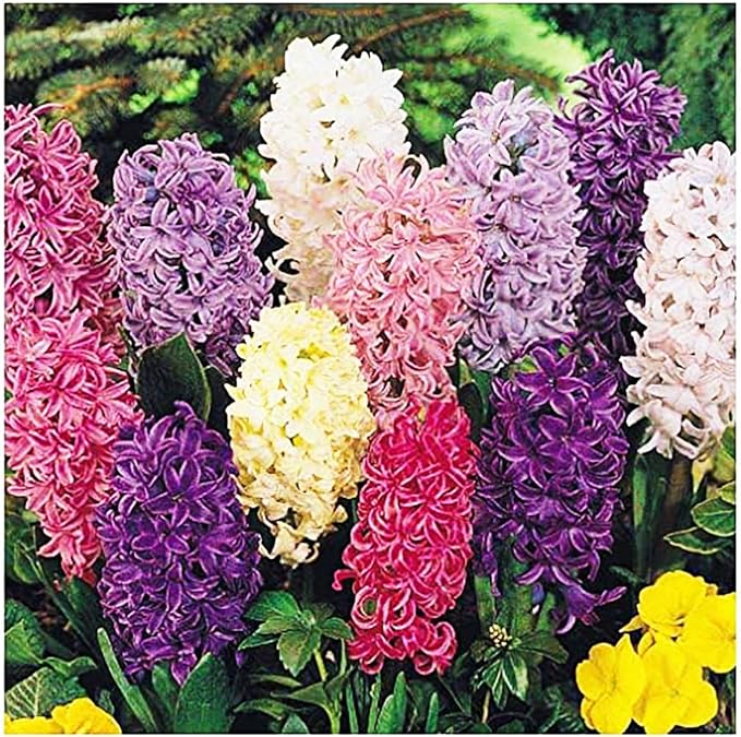 10 Large Mixed Hyacinth Bulbs - 16-17 cm, Includes Purple, Blue, White, Pink, Yellow, Orange, Peach & 10 Varieties for a Stunning Spring Garden