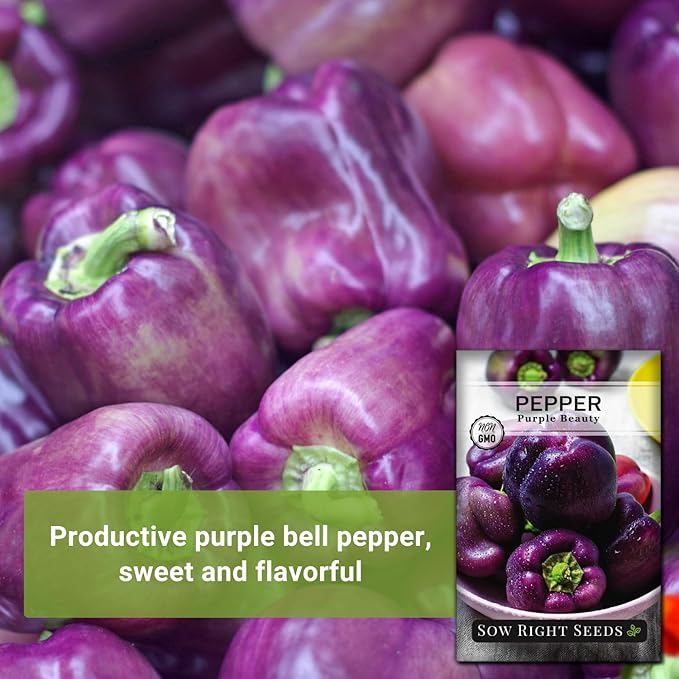 Sow Right Seeds - Purple Beauty Pepper Seeds for Planting - Non-GMO Heirloom Packet with Instructions to Plant and Grow an Outdoor Home Vegetable Garden - Sweet Bell Variety, Violet Purple (1)