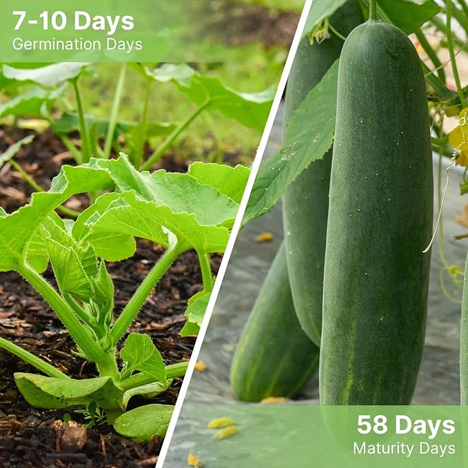 Organic Cucumber Seeds-Marketmore 76, Approx 250 Seeds for Planting Indoor & Outdoor | Non-GMO, USDA Organic, USA Origin Vegetable Seeds for Home Garden (Cucumis sativus L.)