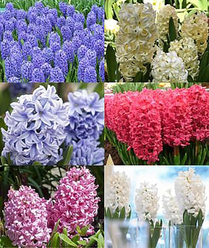 10 Large Mixed Hyacinth Bulbs - 16-17 cm, Includes Purple, Blue, White, Pink, Yellow, Orange, Peach & 10 Varieties for a Stunning Spring Garden