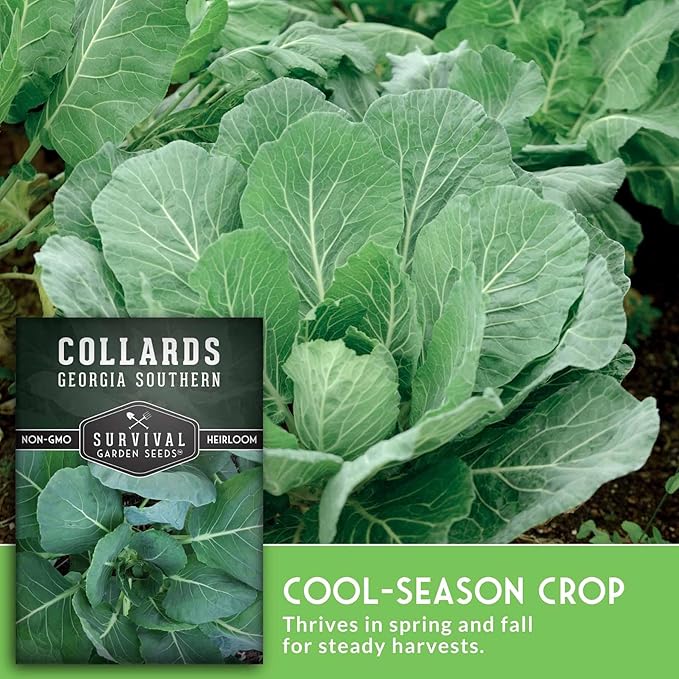 Collard Green Seeds for Planting | Georgia Southern Heirloom Non-GMO Variety | Leafy Greens for Home Vegetable Gardens - Survival Garden Seeds (3 Packs)