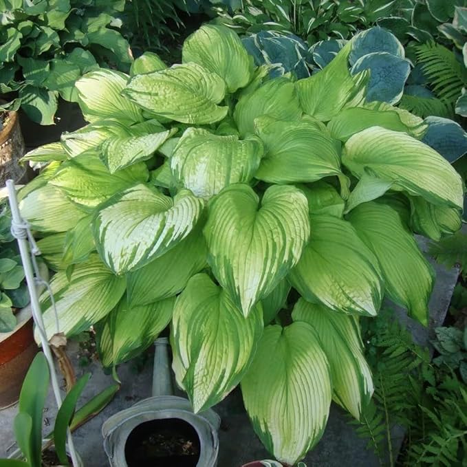 Hosta Seeds for Planting, 290+pcs Perennial Rare Hosta Flower Seeds, Non-GMO Heirloom Long Blooming Plants Shaded Entry Pathway Flowers Beauty Home Garden for Outdoors