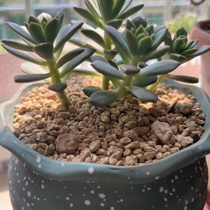 YISZM Succulent and Cactus Maifanitum Stones Garden Accessorie Rocks Pumice for Indoor Plants, Bonsai, Fairy Gardening, Vases Fillers, Terrarium, 10lb