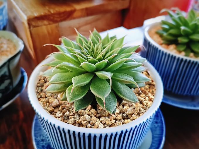 Boniosz 2lb Succulent and Cactus Maifanitum Stones, Décor & Additive Rocks,DIY Rocks Gravel for Bonsai, Fairy Gardening, Vases Fillers, Terrarium