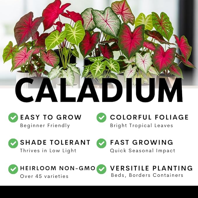 Pink Princess Caladium Bulbs for Planting - Beautiful Spotted Leafs Stand Out - Perennial Hosta, Elephant Ears, Fancy (2 Bulbs)