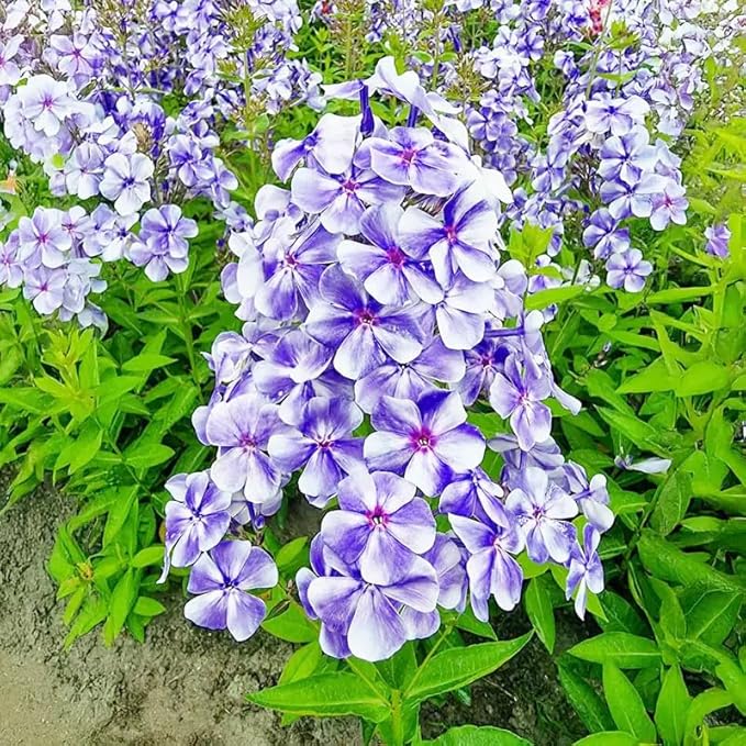 1000+ Phlox Seeds for Planting Mixed Color - Phlox Creeping Perennial Ground Cover - Annual Flower Seeds for Home and Garden