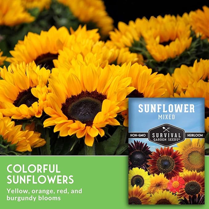 Mixed Sunflower Seeds for Planting | Colorful Blend of Heirloom Varieties for Cut Flowers & Pollinators – Heirloom Non-GMO – Survival Garden Seeds (3 Packs)