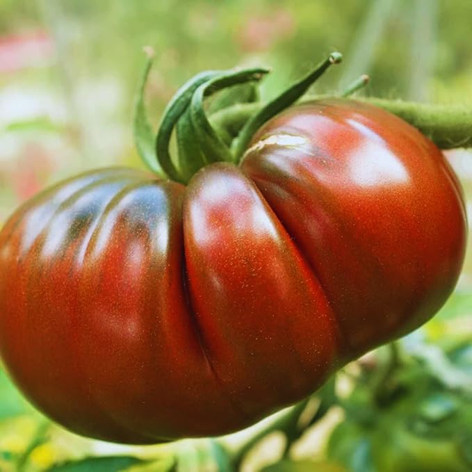 Cherokee Purple Tomato Seeds, Approx 106 Seeds - Non-GMO Heirloom Tomato Vegetable Seeds for Planting Garden Outdoor