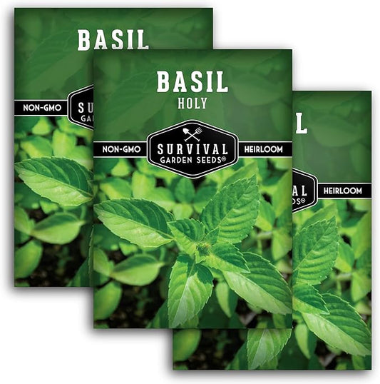 Holy Basil Seed for Planting - Indian Sacred Herb Tulsi Seeds to Grow in Your Home Vegetable Garden - Non-GMO Heirloom Variety - Survival Garden Seeds (3 Packs)