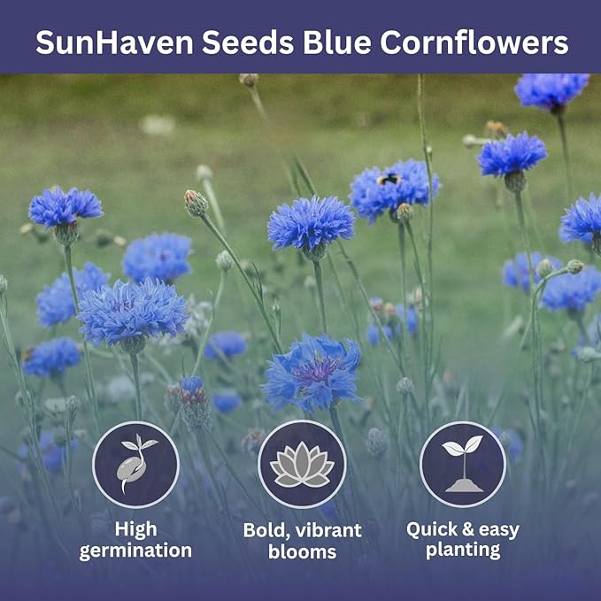 Bachelor Button Seeds – Blue Cornflower – 5,500+ Seeds – 1 oz Bulk Extra Large Resealable Packet – Open-Pollinated Centaurea cyanus Wildflower Seeds