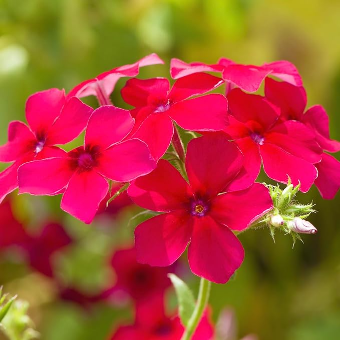 Seed Needs Phlox Seeds for Planting Red Drummond Phlox - Heirloom & Open Pollinated Annual Flowers to Attract Butterflies & Bees to a Butterfly Garden (1 Pack)