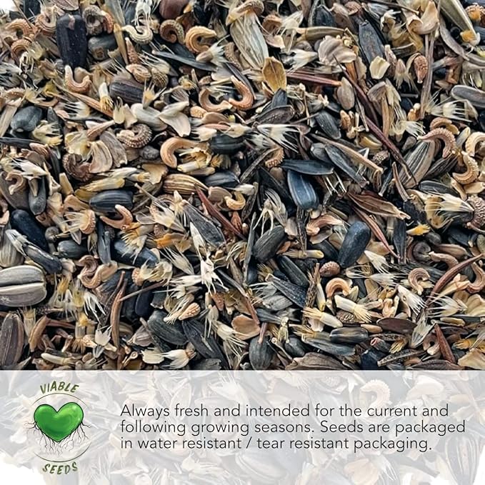 Seed Needs Mint Seeds for Planting Spearmint, Peppermint, Lemon Mint & Pennyroyal - Non-GMO Heirloom & Untreated Herb Seeds to Plant an Indoor Outdoor Home Grown Garden (Variety Pack of 4)