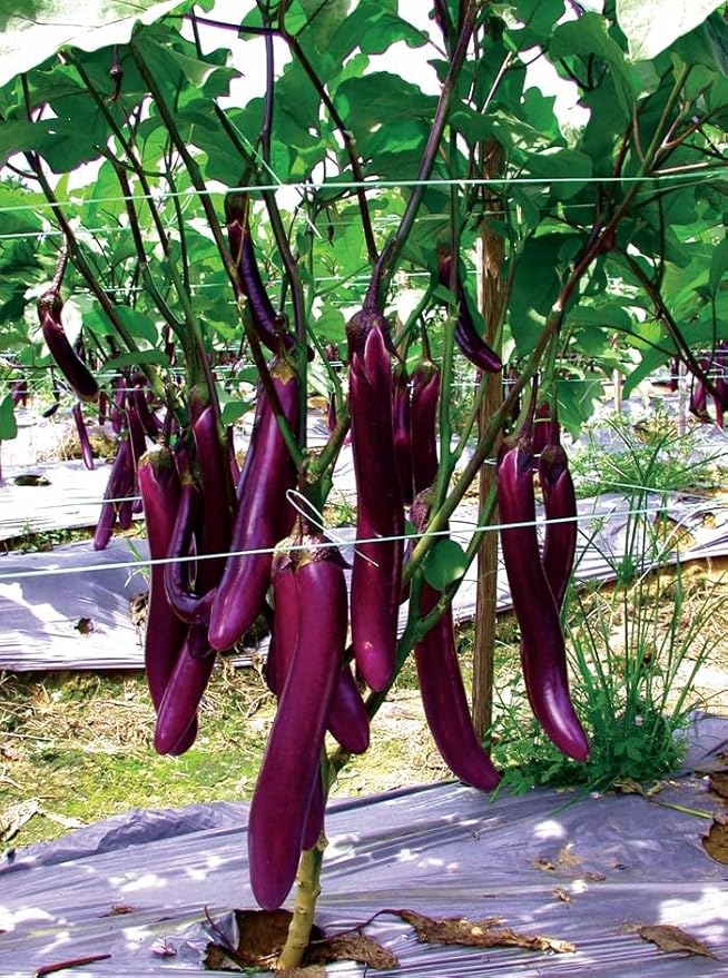 Eggplant Seeds for Planting Vegetables and Fruits-High Yield Eggplants for Home Vegetable Garden & Container Planting.屏东长茄子.Non GMO Heirloom Garden Seeds-50ct Long Ping Tung