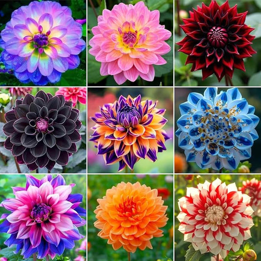 250+ Dwarf Dahlia Seeds, Multi-Color Double Petal, Ornamental Flower, for Container Pot Backyard Patio Balcony Garden