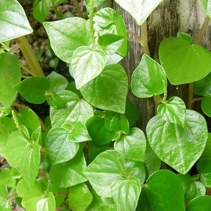 5000+ Crab Claw Herb Seeds Vegetable Seeds Organic Non-GMO Seeds Shiny Bush Plant High Germination Rate