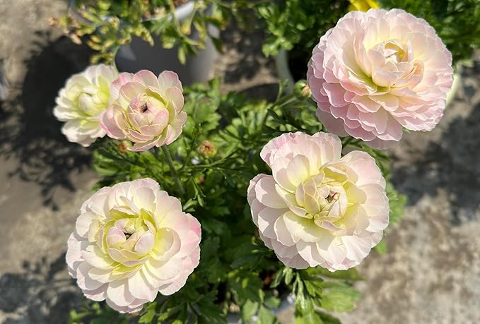 10pcs Peony Ranunculus Bulbs Mixed Corms Flower Bulb Garden Blooms Planting (Mixed)