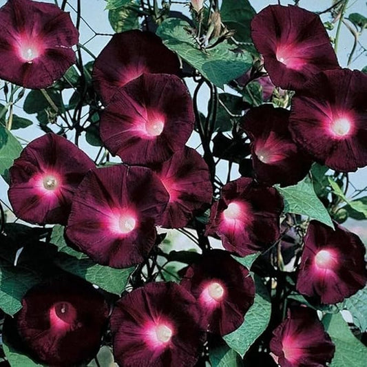 50+ Dark Red Morning Glory Seeds Climbing Vine Flowers Garden Planting
