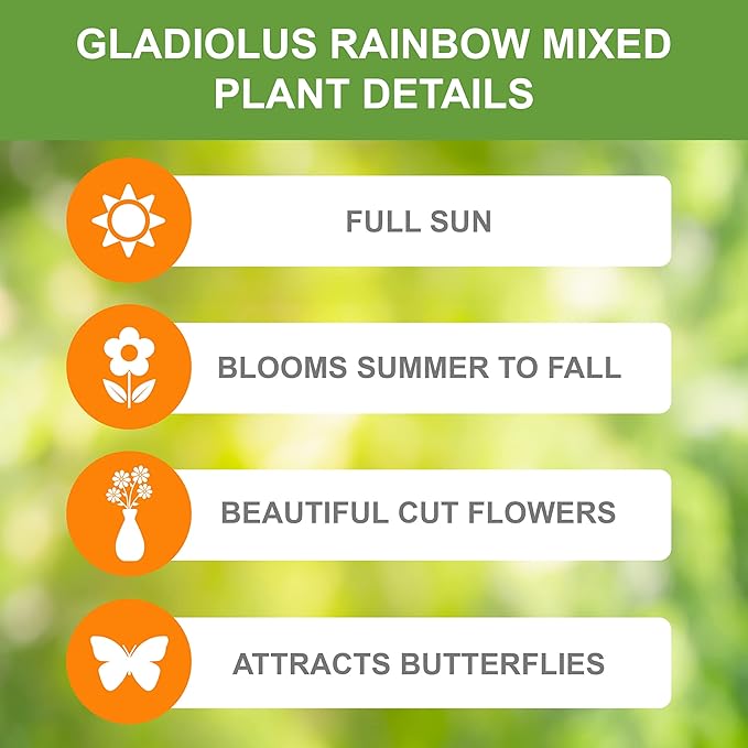 Garden State Bulb Rainbow Mix Gladiolus Flower Bulbs for Planting, 10/12cm, Spring (Bag of 50)