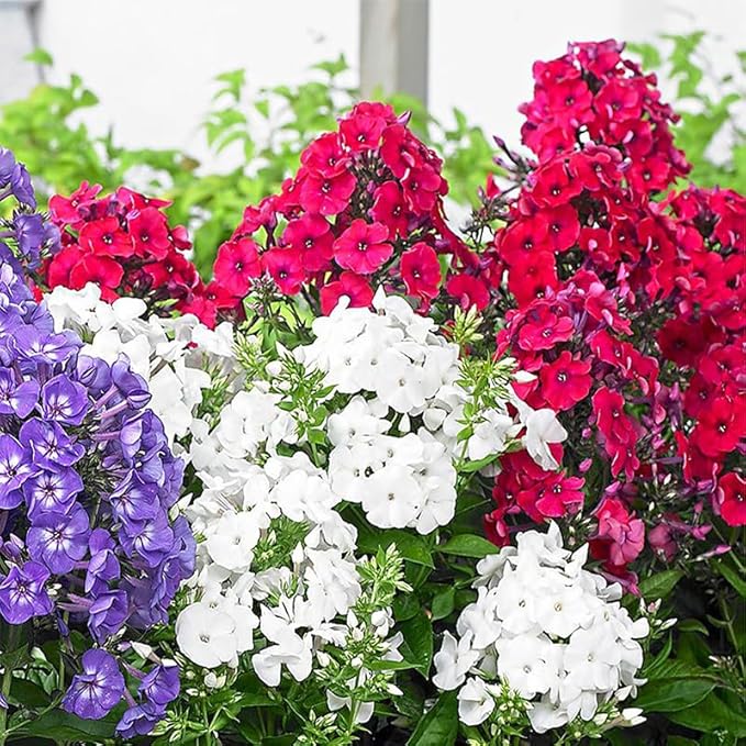 1000+ Phlox Seeds for Planting Mixed Color - Phlox Creeping Perennial Ground Cover - Annual Flower Seeds for Home and Garden