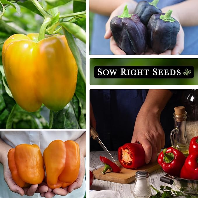 Sow Right Seeds - Sweet Bell Pepper Seed Collection for Planting a Home Garden - Cal Wonder, Emerald Giant, Orange Sun, Purple Beauty, Sunbright, Chocolate Beauty - Non-GMO Heirloom Variety Pack