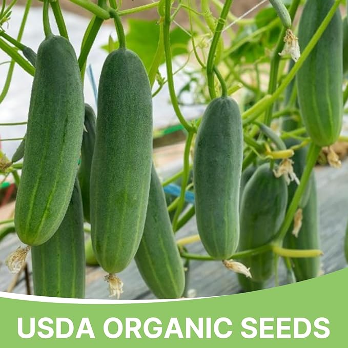 Organic Cucumber Seeds-Marketmore 76, Approx 250 Seeds for Planting Indoor & Outdoor | Non-GMO, USDA Organic, USA Origin Vegetable Seeds for Home Garden (Cucumis sativus L.)
