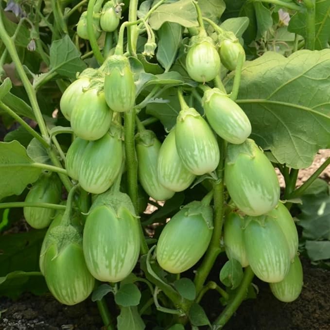 30+ Round Green Eggplant Seeds - Fast-Growing Tasty Tropical Exotic Asian Vegetable for Garden Home Outdoor