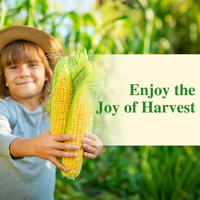Golden Bantam Corn Seeds, 100 Non-GMO Heirloom Vegetable Seeds, High Germination Sweet Corn Seed for Outdoor Home Garden (Zea mays)