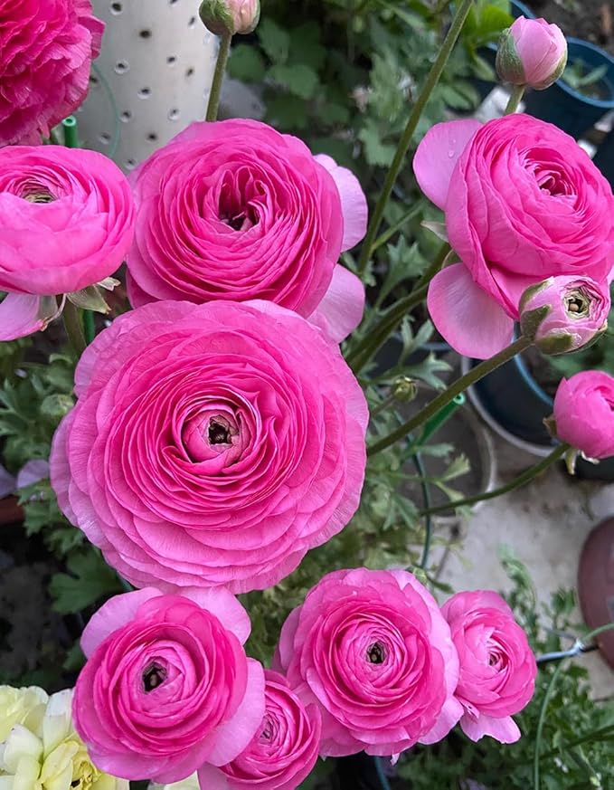10pcs Peony Ranunculus Bulbs Mixed Corms Flower Bulb Garden Blooms Planting (Pink)