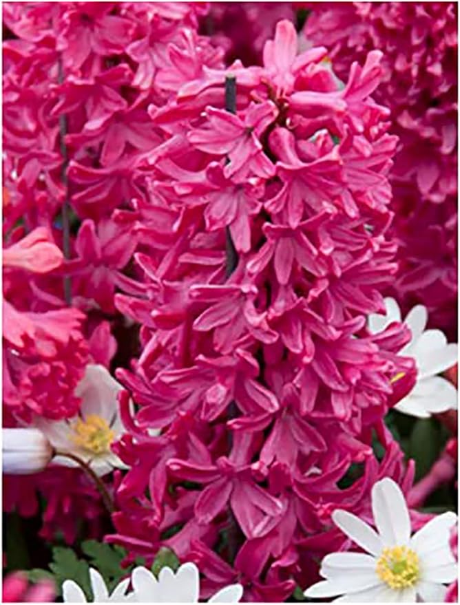 10 Jan Bos Hyacinth Bulbs – Large 16-17cm Bulbs for Vibrant Red Blooms – Fragrant Spring Flowers Perfect for Gardens, Borders, and Containers