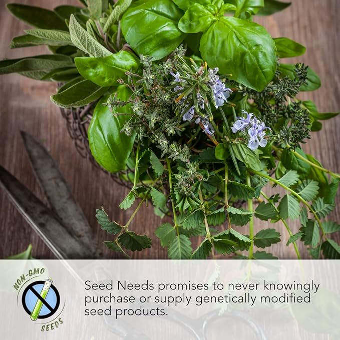 Seed Needs Lime Basil Seeds for Planting - Non-GMO Heirloom & Untreated Culinary Herb Seed to Plant an Indoor or Outdoor Home Grown Kitchen Garden (1 Pack)