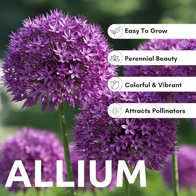 5 Dark Purple Allium Bulbs - Blooming Onion, Perennial Garden Flower - Fall Bulbs That Make Giant Round Purple Flowers