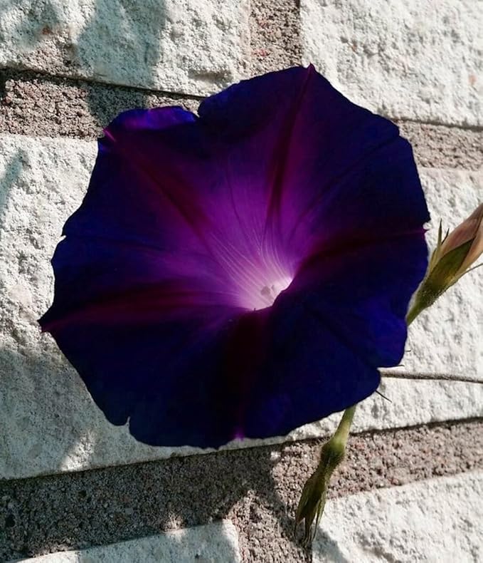 50+ Dark Red Morning Glory Seeds Climbing Vine Flowers Garden Planting