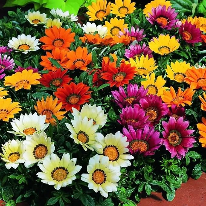 Gazania Rigens Seeds: 300 PCS Premium Mix – Heat-Tolerant, Ornamental Flowers Long-Blooming Hardy Annual for Patio, Garden Landscaping & Rock Gardens