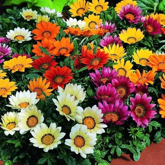 Gazania Rigens Seeds: 300 PCS Premium Mix – Heat-Tolerant, Ornamental Flowers Long-Blooming Hardy Annual for Patio, Garden Landscaping & Rock Gardens