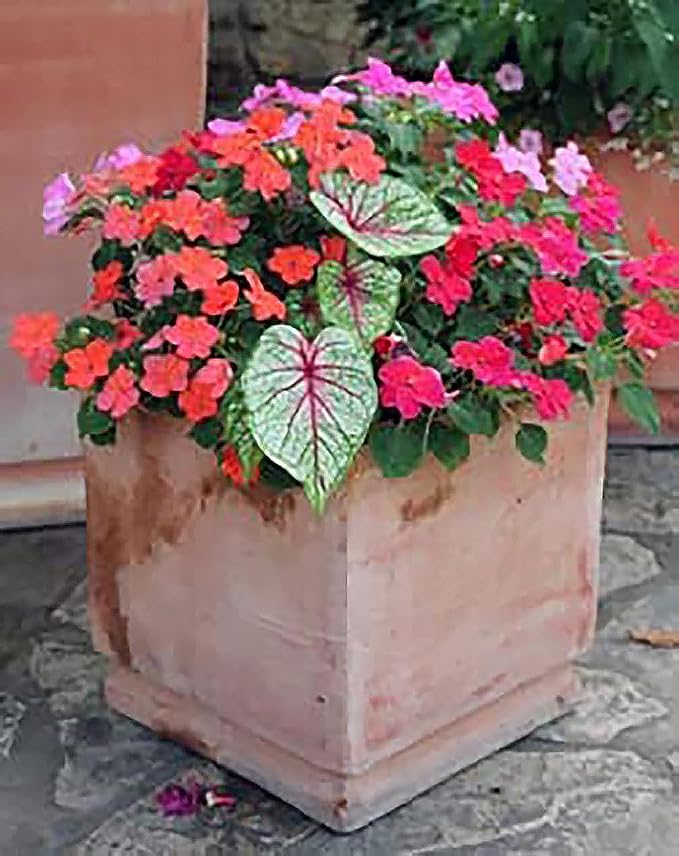 Fancy Leaf Caladium Bulbs - Moonlight Variety - Giant Caladium Plants for Stunning Garden Display - Large Size Root for Zones 9-11, Ideal for Bulk Planting & Landscaping