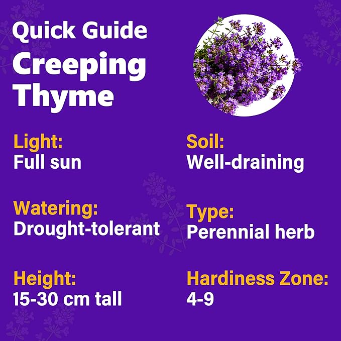 21500+ Creeping Thyme Flower Seeds for Planting Outdoor-Non-GMO Heirloom Magic Carpet Ground Cover Plants Thymus Serpyllum Plant in Your Home Garden