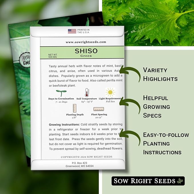 Sow Right Seeds - Green Shiso Seeds for Planting - Perilla Seeds Japanese Shiso - Non-GMO Heirloom Perilla Leaf - Ideal for Herb Gardens - Grow Flavorful Leaves for Asian Cuisine - Easy to Grow (1)