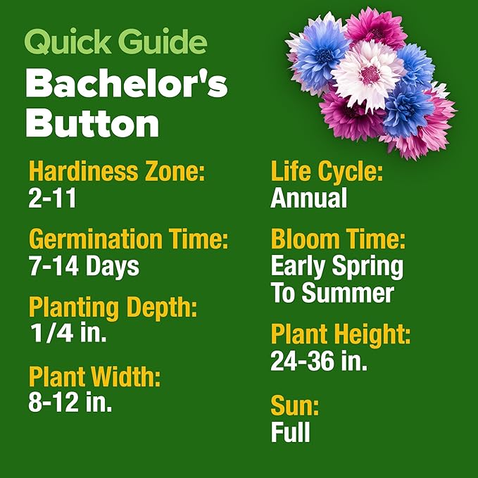 HOME GROWN Bachelor Button Flower Seeds Tall Mix 700+ Cornflower Heirloom Seeds for Planting - Quick Blooming, Non-GMO, Pollinator Friendly, Easy to Grow Wildflowers USA Grown (Centaurea cyanus)