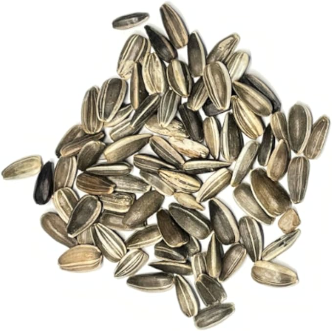 Seed Needs Dwarf Sunflower Seeds for Planting Incredible Sunflowers - Heirloom & Open Pollinated Flowers to Plant an Outdoor Wildflower Garden to Attract Beneficial Pollinators (5 Packs)