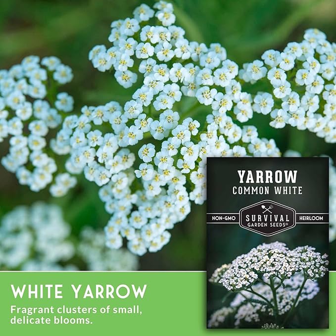 Yarrow Seeds for Planting - White Common Heirloom Medicinal Herb Seeds for Dye & Pollinator Gardens, Easy to Grow Perennial Flowers - Survival Garden Seeds (1 Pack)