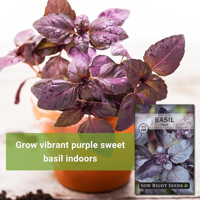 Sow Right Seeds - Opal Basil Seeds for Planting - Non-GMO Heirloom Packet with Instructions to Plant Indoors or Outdoor - Great for Hydroponics or Growing a Kitchen Herb Garden - Purple Leaves (3)