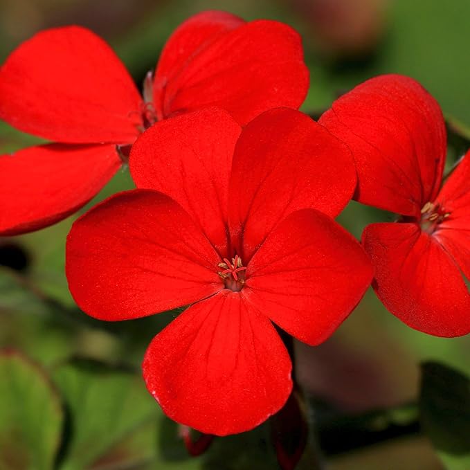 Seed Needs Phlox Seeds for Planting Red Drummond Phlox - Heirloom & Open Pollinated Annual Flowers to Attract Butterflies & Bees to a Butterfly Garden (5 Packs)
